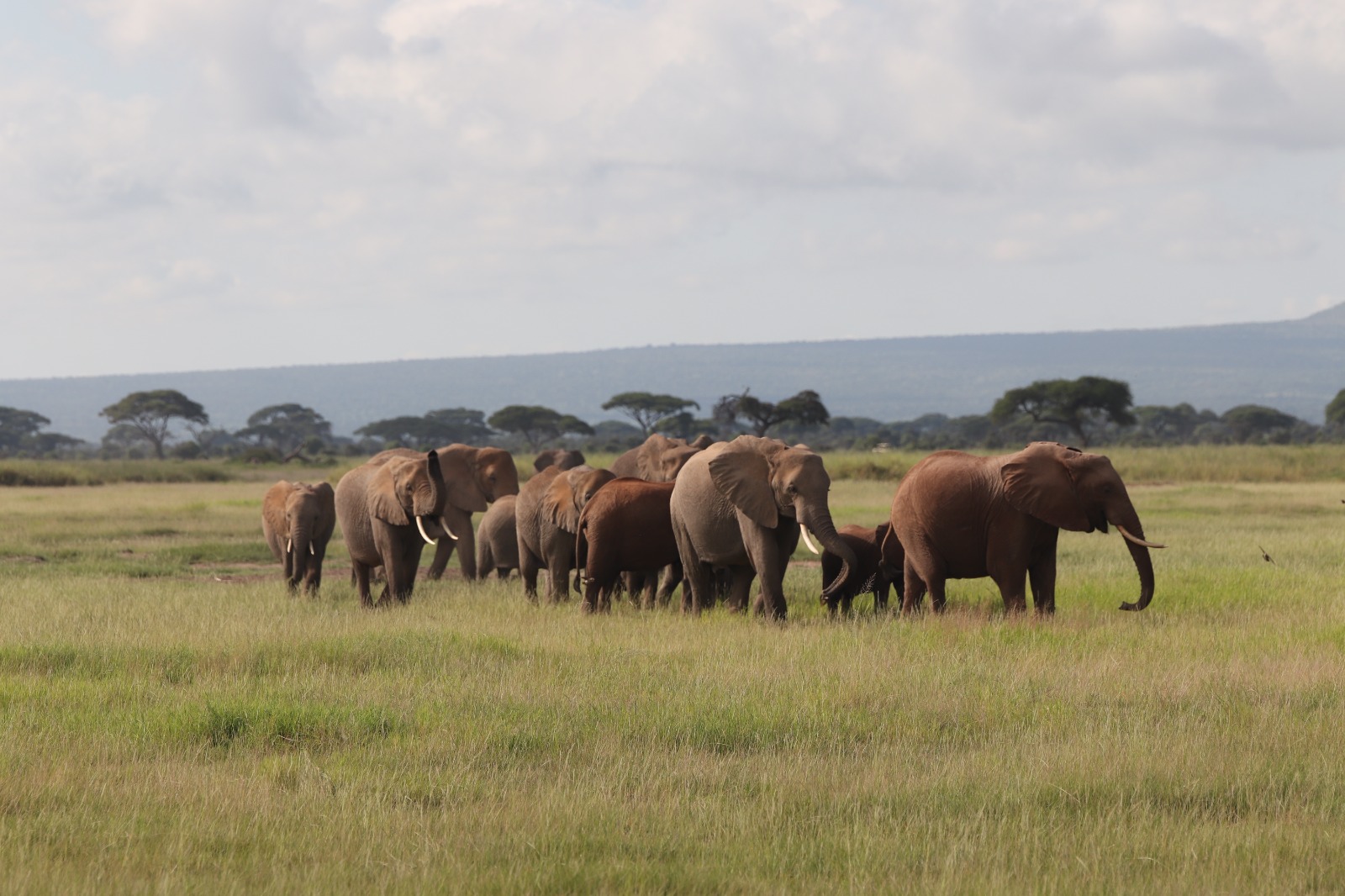 elephants